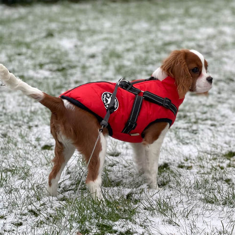 Waterdichte winterjas voor honden